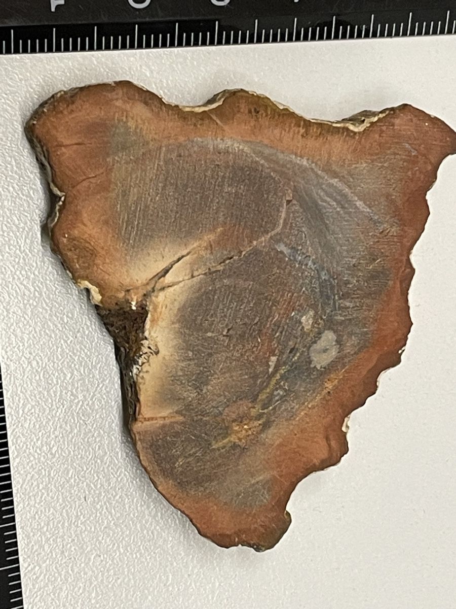 Minerali & Pietre curative: Heilstein versteinertes Holz – Usato da Rümlang venduto da euqinom16 2
