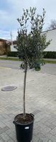 Olea europaea Olive