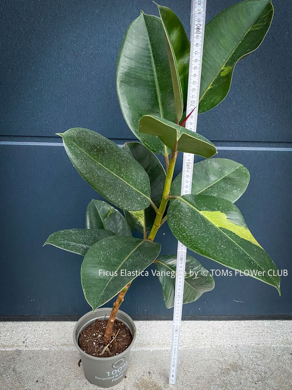 Pflanzen & Samen: Ficus Elastica Variegata - spontane Mutation - Seltenheit – Neu und originalverpackt aus Adliswil von asTOMas963 4