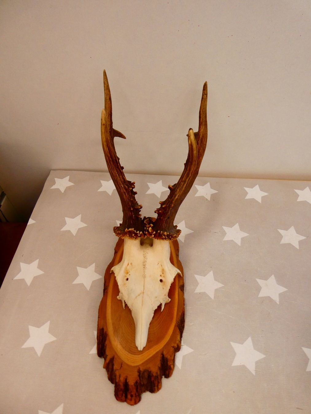 Il mondo degli animali: Geweih Reh? Hirsch? Nr. 1 – Usato da Rafz venduto da Powacaddy 1