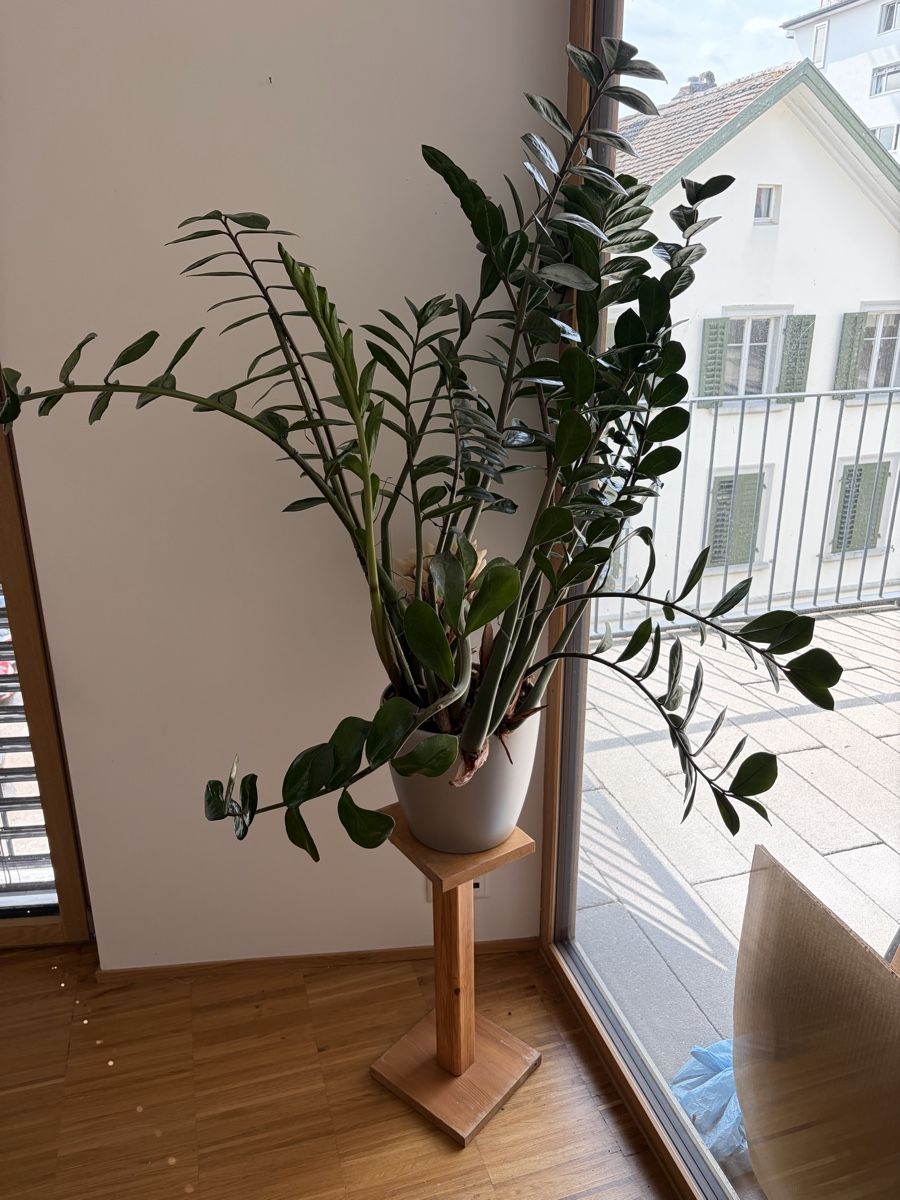 Plantes & graines: Pflanzen – D'occasion à Hirzel par Phresch 2