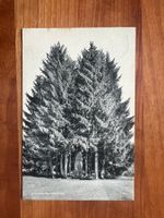 AK 1912 Winkelried Denkmal (G3010)