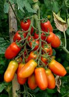 RARE! 5.- fr 5 Samen Mini-Tomate "Marzaninetto" aus Sizilien