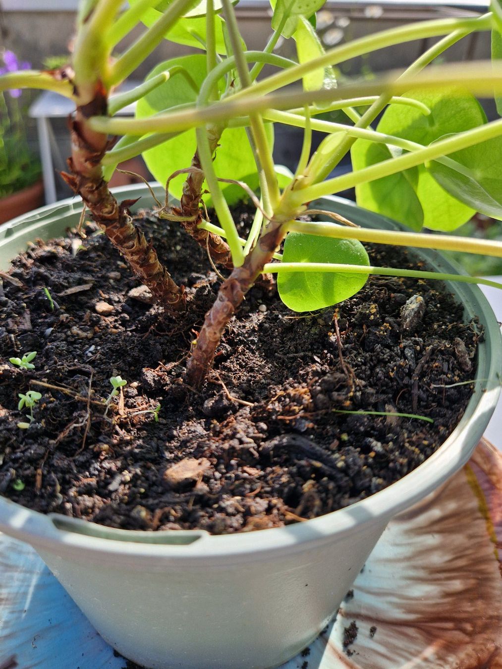 Piante & sementi: Zimmerpflanze: Pilea – Usato da Münchenbuchsee venduto da Aare22 2