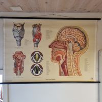 Anatomietafel Kopf und Kehle Lehrtafel Vintage Schule antik