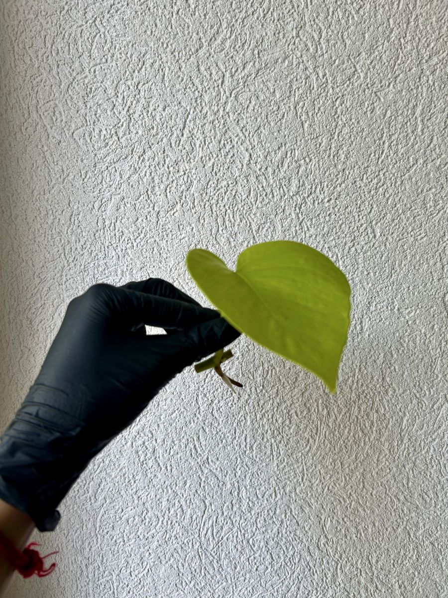 Piante & sementi: Pothos Néon boutures avec racines – Usato da Develier venduto da mel_qd2m 4