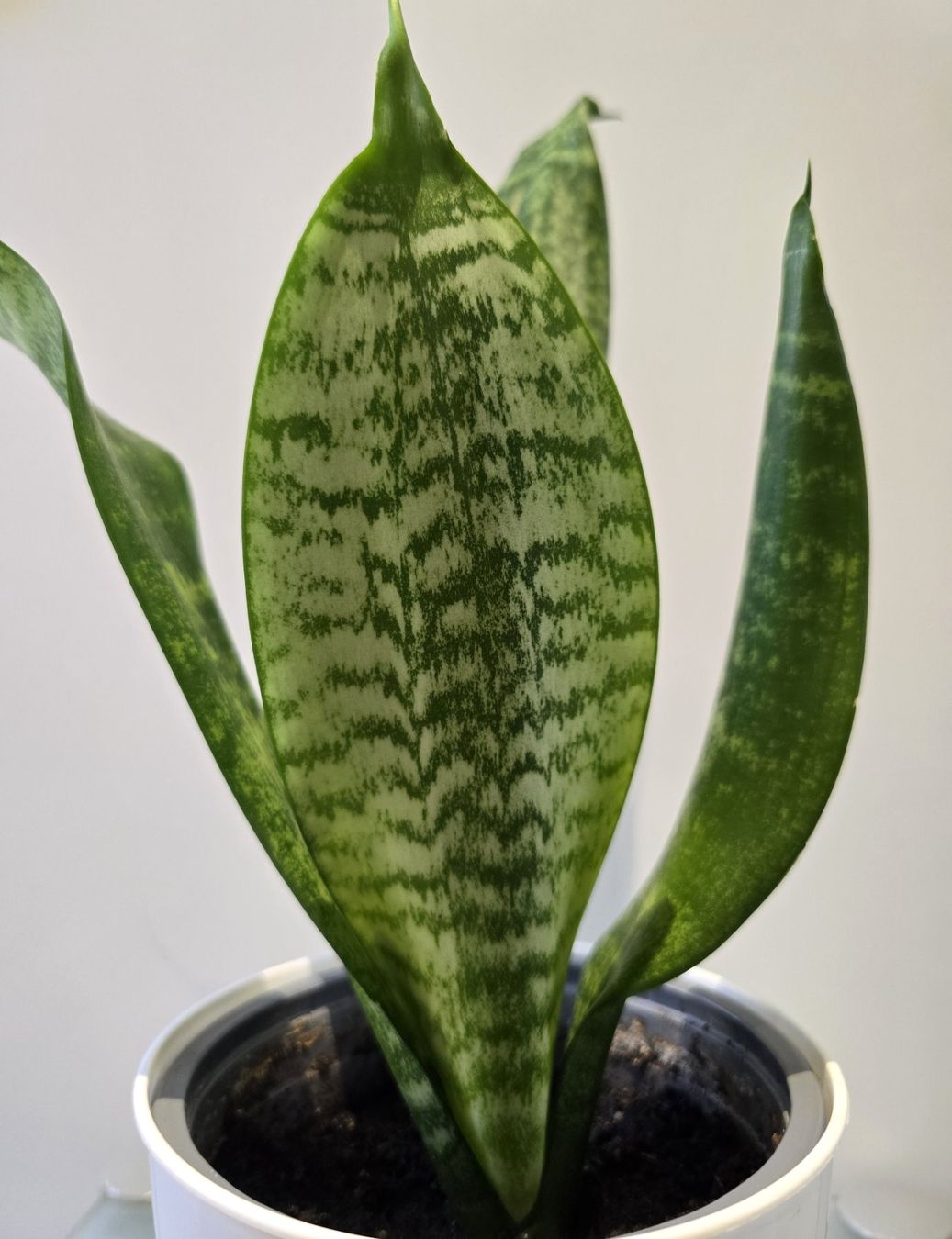 Pflanzen & Samen: Pflanze Sansevieria / Bogenhanf 39 cm – Gebraucht aus Oetwil an der Limmat von dhantal 4