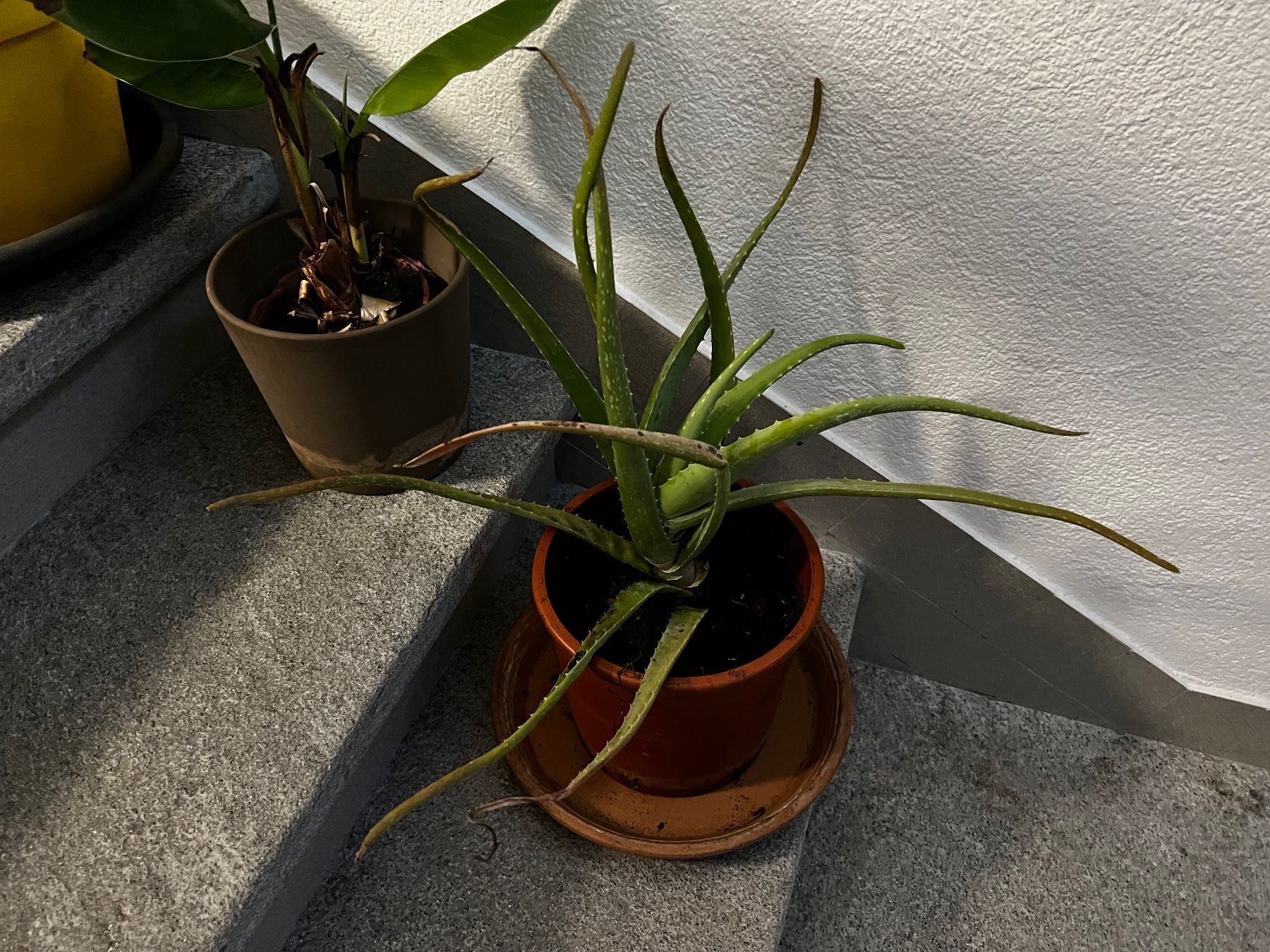 Piante & sementi: Aloe Vera – Usato da Zürich venduto da Sebi999