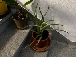 Aloe Vera