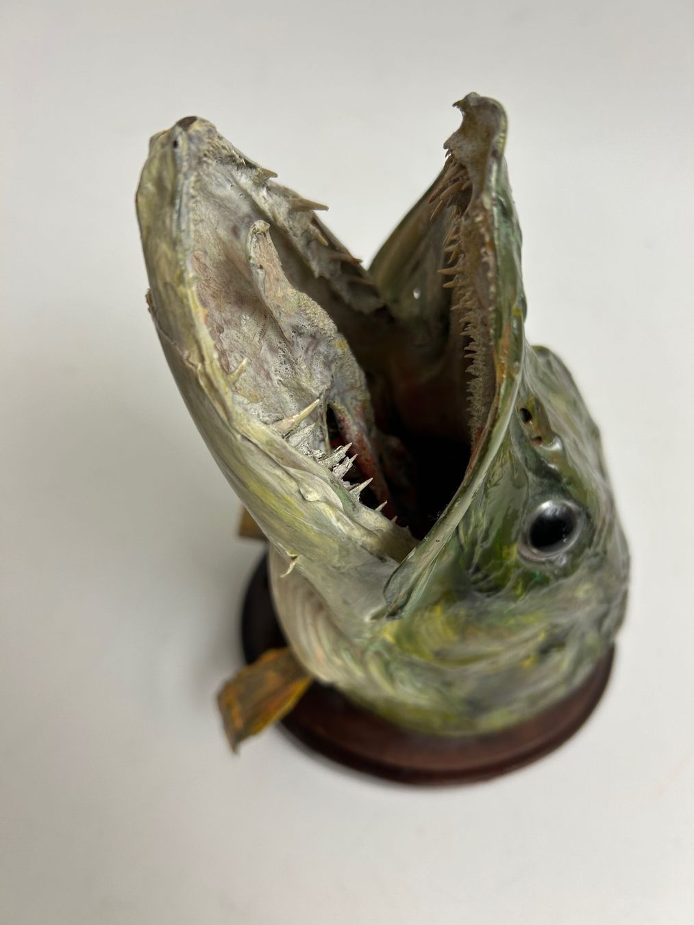 Altre raccolte & rarità: Fisch gross Hecht Trophäe / Sept 1971 – Usato da Rheineck venduto da emma.gut 5