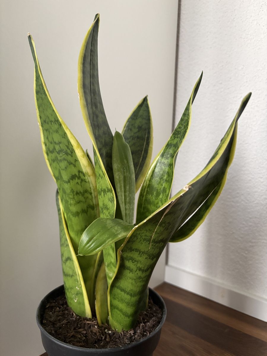 Piante & sementi: Pflanze Schwiegermutterzunge - Höhe ca. 48 cm – Usato da Zürich venduto da FedeSara 2