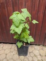 Bio, schwarze Johannisbeere (Cassis), ca 60cm
