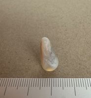 Belemnite opalisierte Fossilie      Opal       TOP  UNIKAT