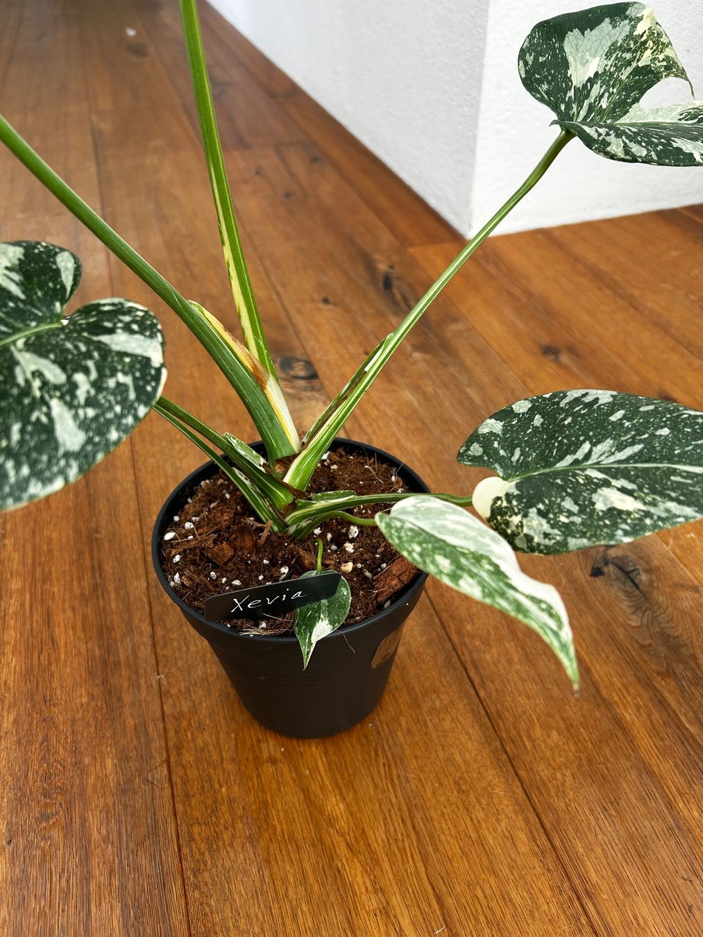 Piante & sementi: Monstera Thai Constellation💚 – Usato da Wattwil venduto da Mikesplantshop 2