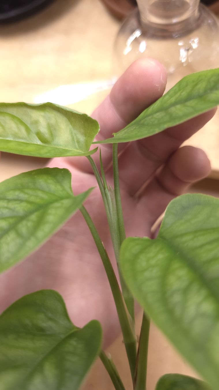 Piante & sementi: Monstera Siltepecana gène Varigata  – Nuovo (secondo la descrizione) da Neyruz FR venduto da bry_2dg9 1