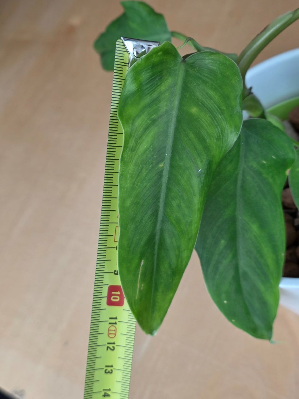 Pflanzen & Samen: 🌿 Philodendron Domesticum – Gebraucht aus BERN von kre_tb2n 1