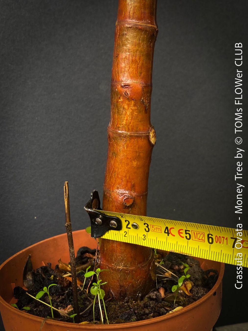 Piante & sementi: Crassula Ovata - Geldbaum rund 50cm - 8J Bäumchen – Nuovo e nell'imballaggio originale da Adliswil venduto da asTOMas963 3