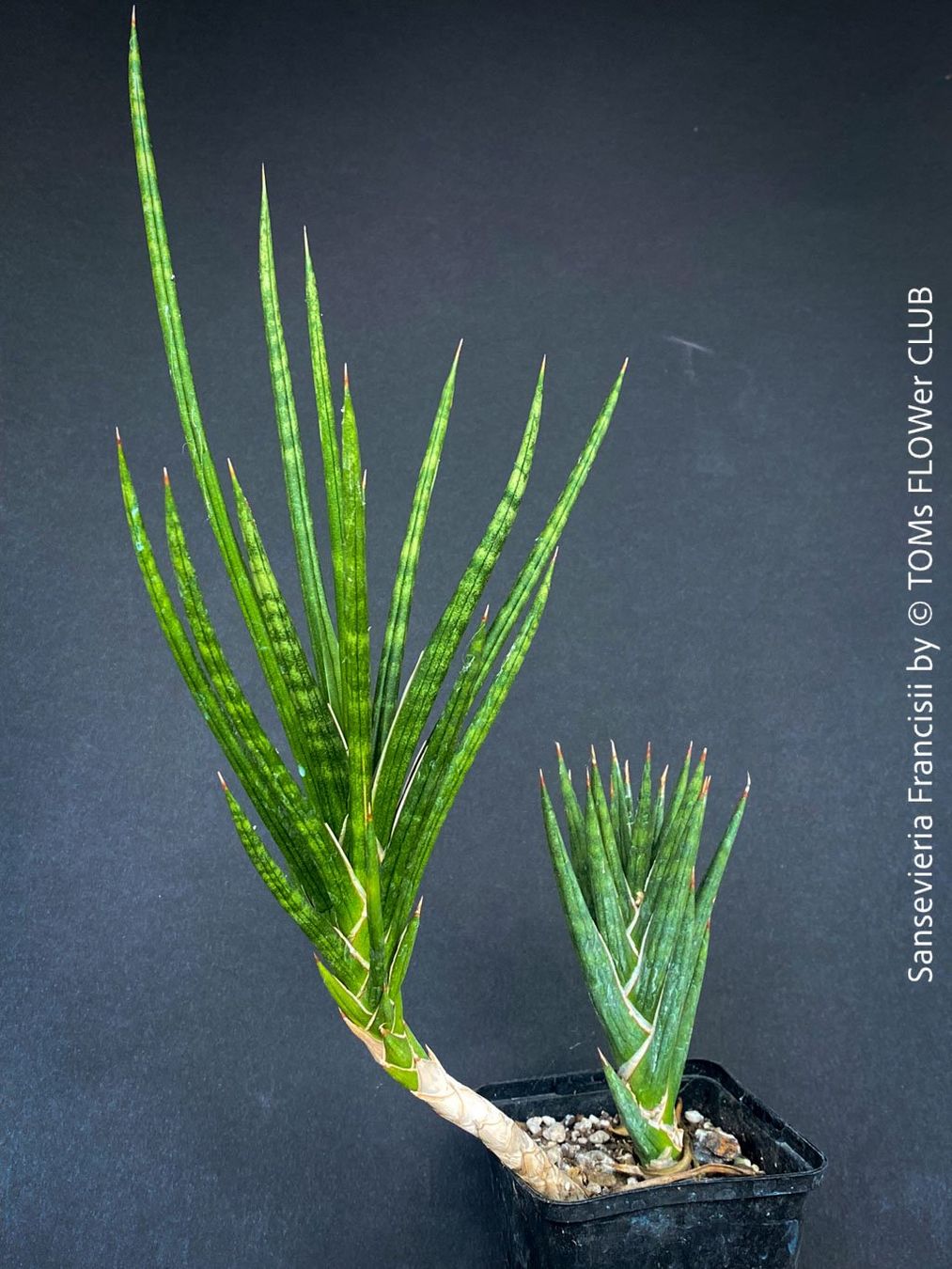 Plantes & graines: Sansevieria Francisii - einzigartig schön - oder? – Neuf avec emballage d'origine à Adliswil par astom369 3