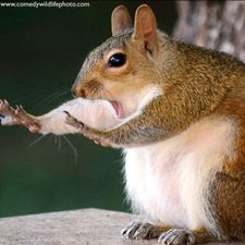 Profile image of Bad_Domi