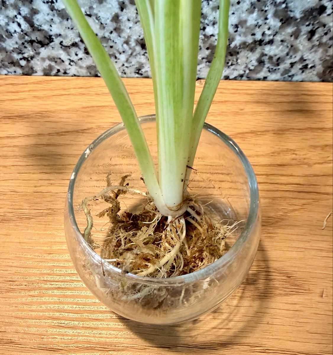 Piante & sementi: Alocasia Cucullata "Crinkles Albo" – Usato da Kaiseraugst venduto da dka_b97z 6