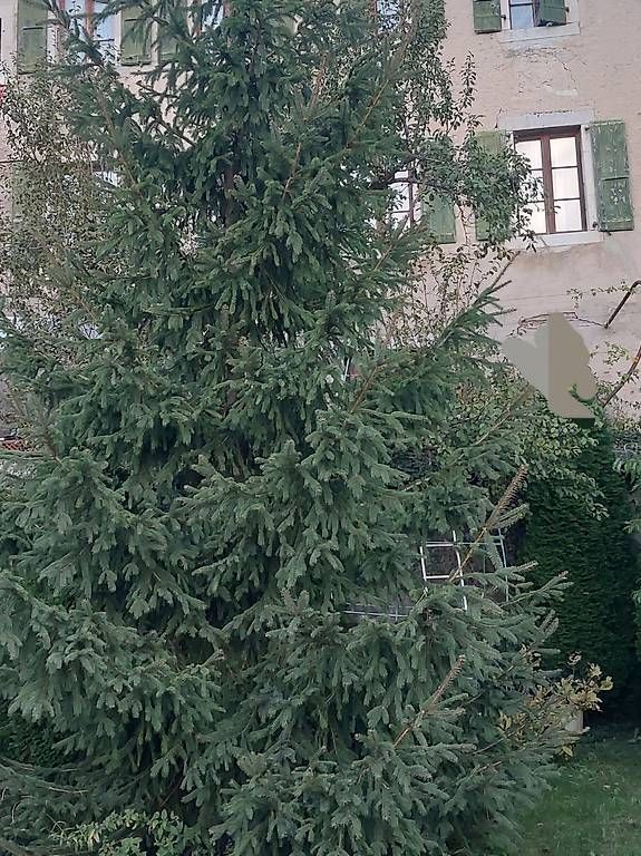 Alle Dekorationen: Sapin de Noël – Gebraucht aus Baulmes von Yanni94 2