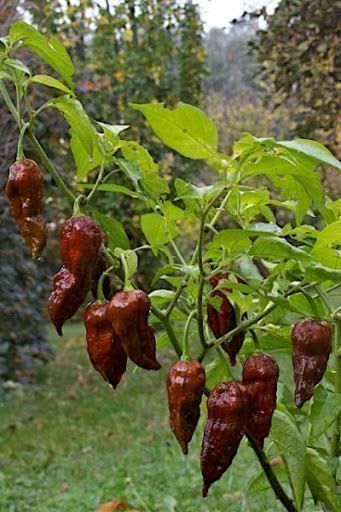 Pflanzen & Samen: BHUT JOLOKIA CHOCO PIMENT TRES FORT 10g – Neu (gemäss Beschreibung) aus Bremblens von FIBONACCI369 2