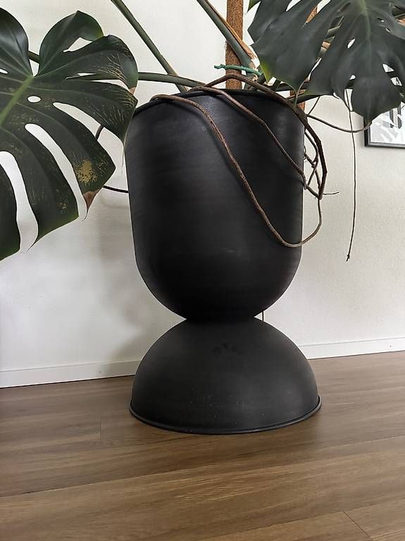 Monstera Setzlinge (5 Stck zu vergeben, Preis pro Stck) (Gebraucht) in  Jona fr CHF 10  nur Abholung auf Ricardo kaufen