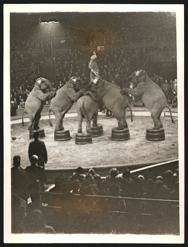Fotografie & Manifesti: Fotografie Zirkus-Elefanten bei einer Vo – Usato da Berlin venduto da bartko-reher