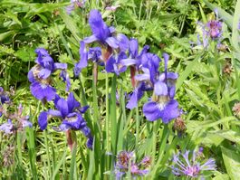 Iris, blau blühend aus Biogarten