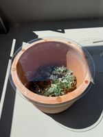 Grosser Terracotta Topf 35-38 cm, mit Glasplatte 42 cm