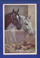 CHIEN et CHEVAL / HUND und PFERD