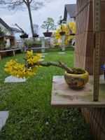 Bonsai Forsythie