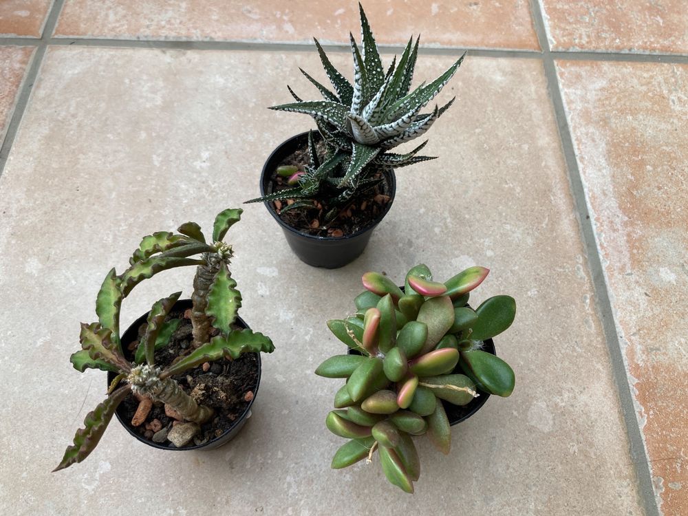 ALOHA FLOWERS Sukkulenten Töpfe 3er Set - Bio-Kunststoff & Holzfasern Happy Best Friends