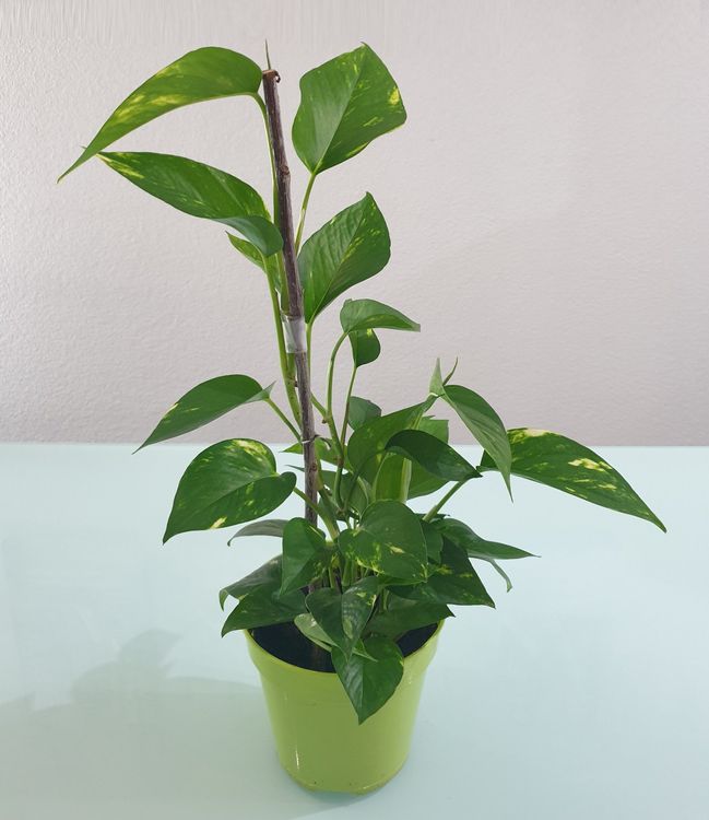 Pflanze Efeutute Epipremnum Pothos 50 cm Kaufen auf Ricardo