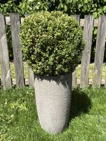 Pflanzgefäss Beton grau mit Buchsbaum Rissig