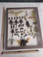 Insektensammlung im Rahmen - Skorpione, Käfer & Mehr!