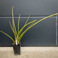 Sansevieria Cylindrica - 3x Ausläufer im Topf