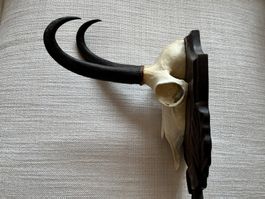 Trophée Chamois Vintage 1975 sur Bois – Rare & Authentique