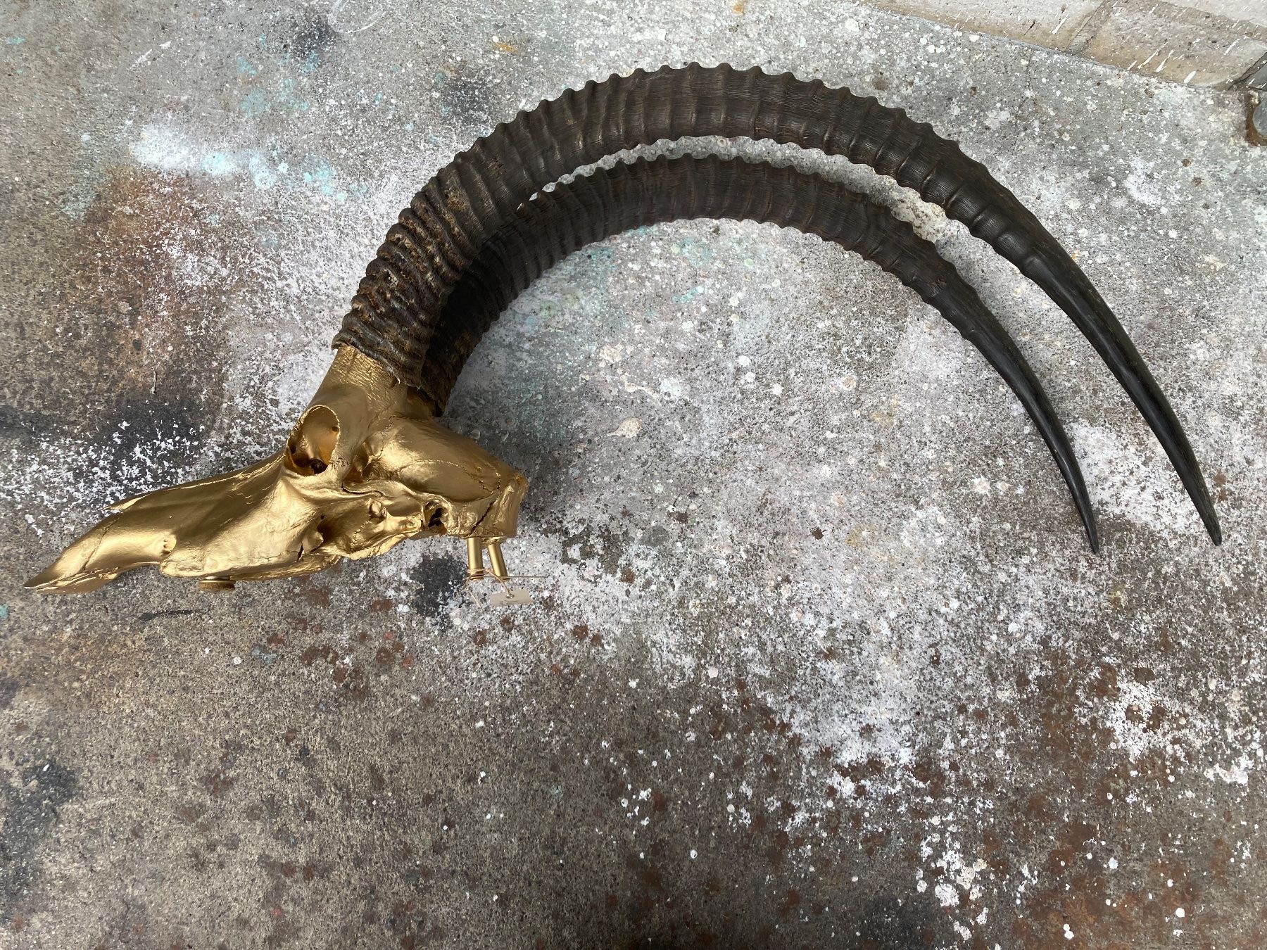 Il mondo degli animali: Rappenantilope Trophäe  2 – Usato da Grosswangen venduto da arum01 4