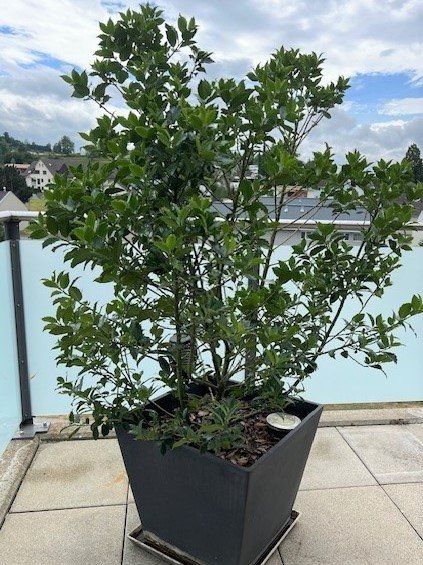 Ilex Aquifolium 'Alaska' Stechpalme – 10–15 Cm, Winterhart & Immergrün, Perfekt Als Heckenpflanze