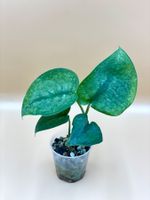 Scindapsus Pictus 'Silver Splash'