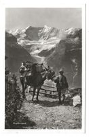 Grindelwald (BE) Faulhornpost - Säumer mit Maulesel  um 1940