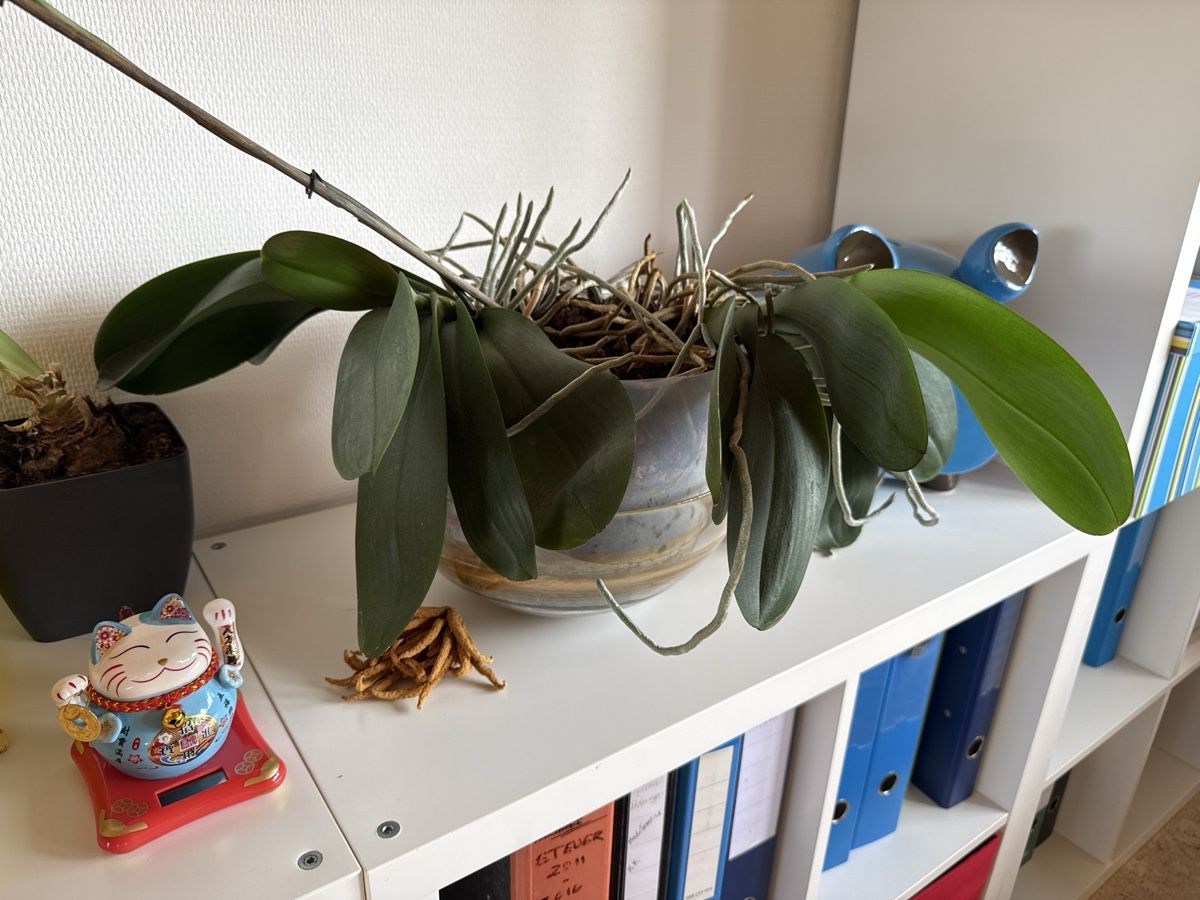 Piante & sementi: Weisse Orchidee im 27cm Topf – Usato da Niederhünigen venduto da man_7ybw