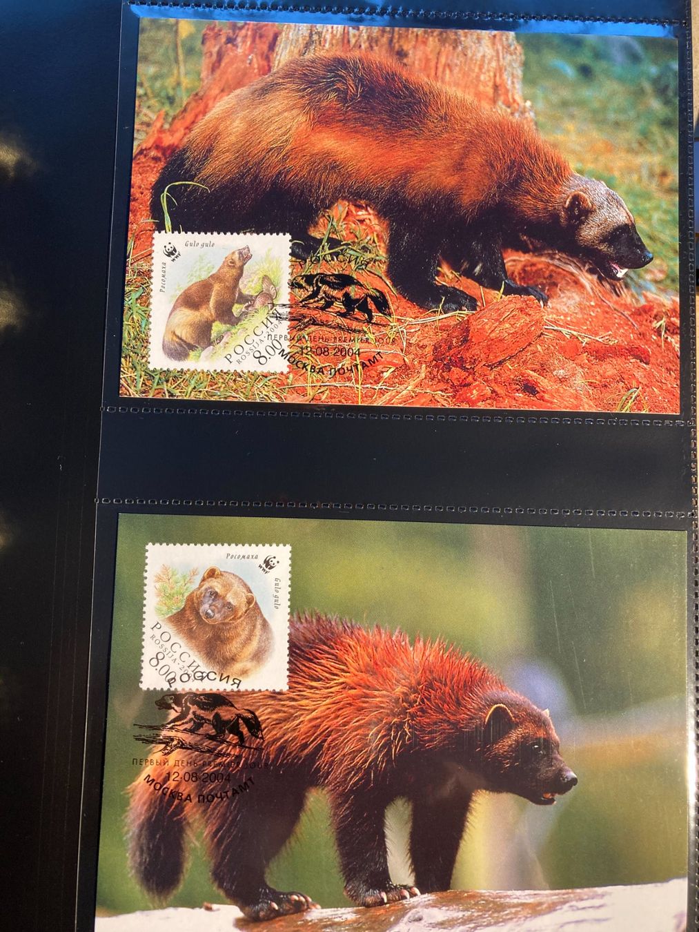 Alle Briefmarken: Russland 2004 WWF Vielfrass Maximumkarten – Neu (gemäss Beschreibung) aus Liestal von schnueps