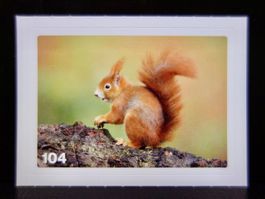 MIGROS MANIA Nature Detectives Nr. 104