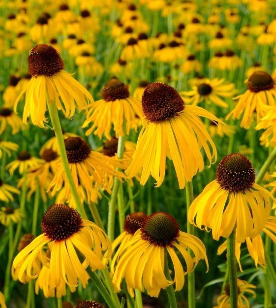 Pflanzen & Samen: 50 Samen ECHINACEA PARADOXA Ozark Echinacea – Neu (gemäss Beschreibung) aus Ehrendingen von VerveinaSamen 9