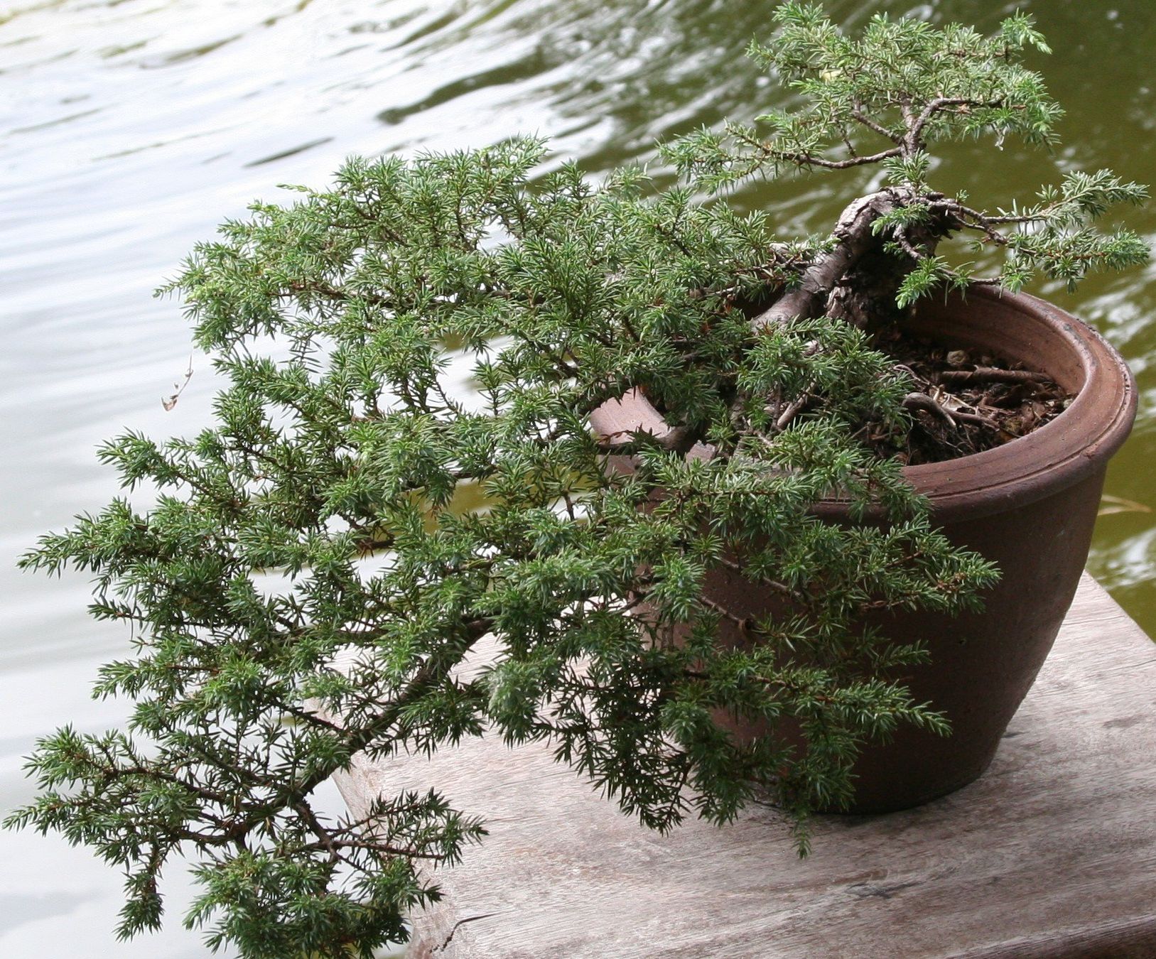 Plantes & graines: BONSAI  -  Kriechwacholder – D'occasion à Gretzenbach par Sikim