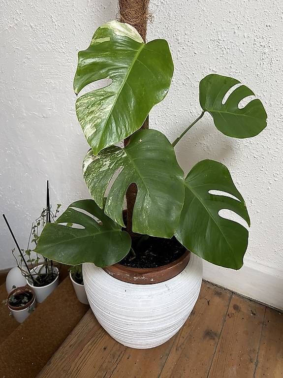 Monstera Variegata 52 cm Pflanze mit weier Panaschierung (Gebraucht) in  Basel fr CHF 39  nur Abholung auf Ricardo kaufen