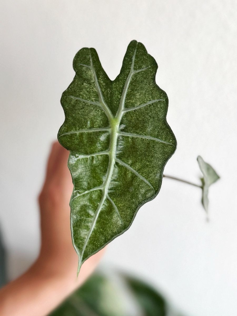 Piante & sementi: Alocasia Polly Pink Mint – Nuovo (secondo la descrizione) da Bern venduto da Lucas_Ma