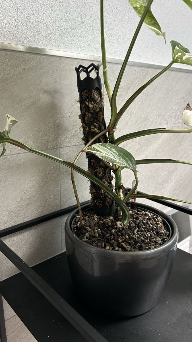 Piante & sementi: rankhilfe / moosstab / moss pole kokosstaab exkl. sphagnum – Nuovo e nell'imballaggio originale da Ehrendingen venduto da Simon_Cu_ 5